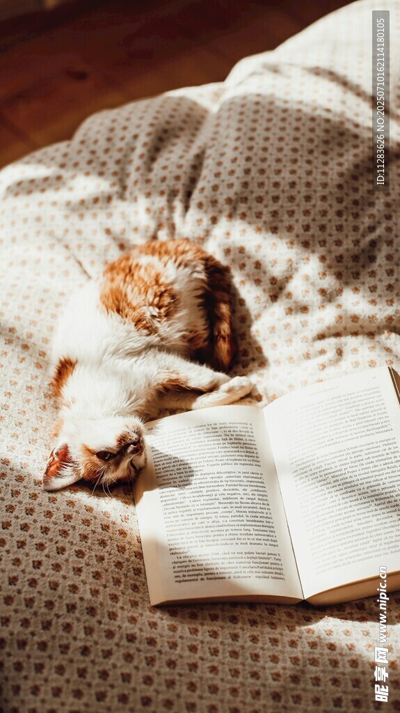 猫咪卧于书本旁惬意时光