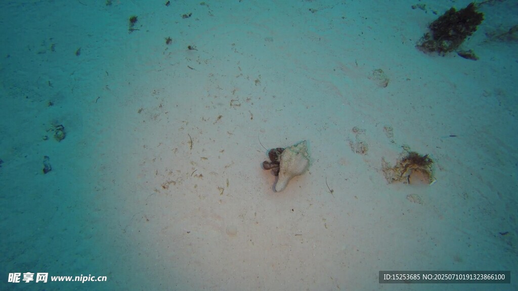 海底的两只小生物