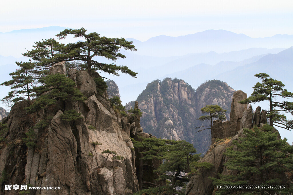 黄山奇峰上的挺拔松树