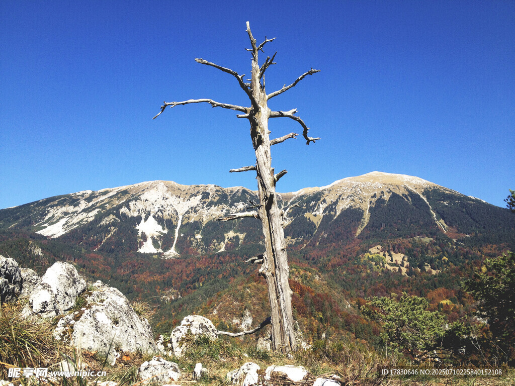 孤树立于山峦间