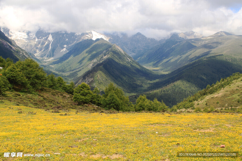 山间黄花盛放的壮美风景