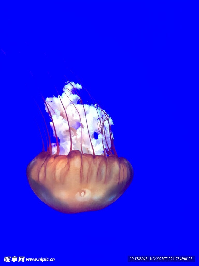 水母