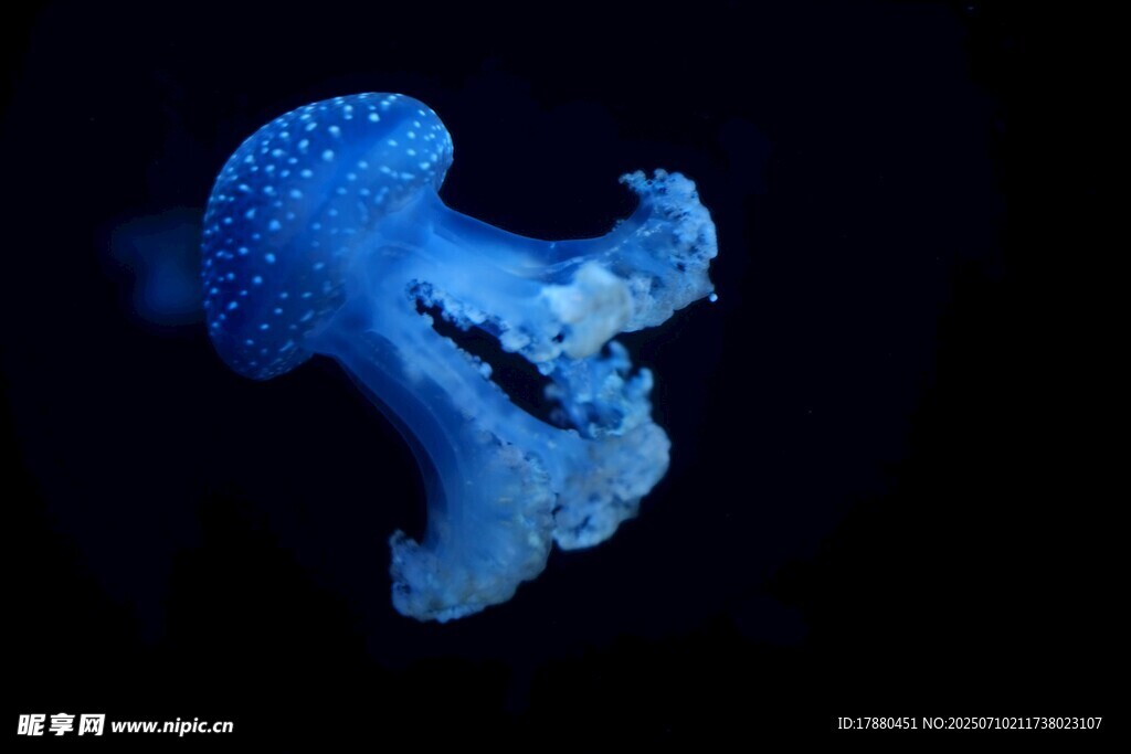 水母