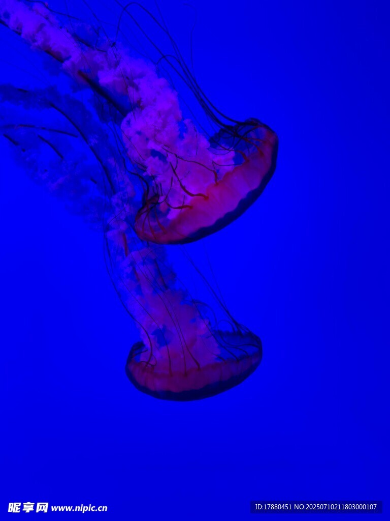 水母