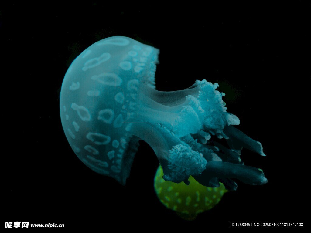 水母