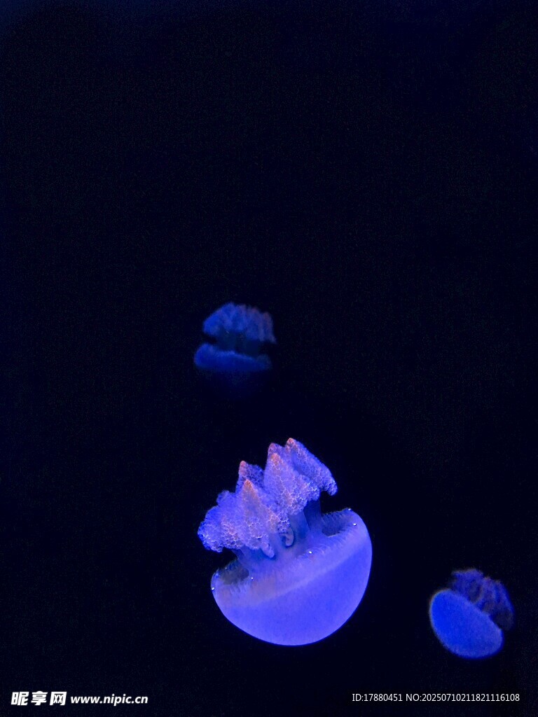水母