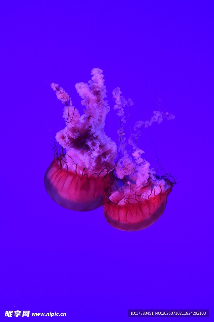水母