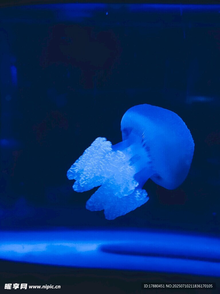 水母