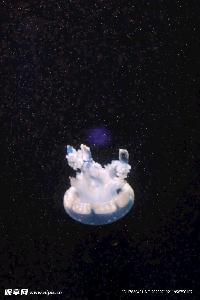 水母