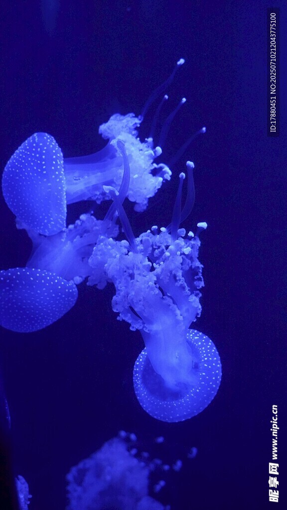 水母