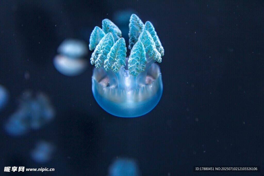 水母