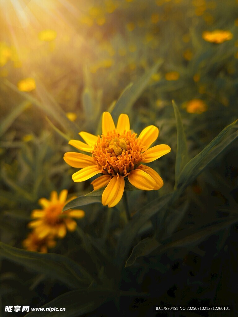 菊花