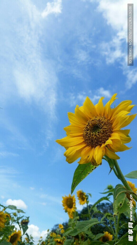 向日葵
