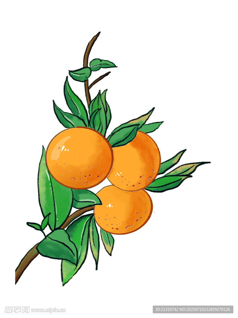 手绘橙子插画