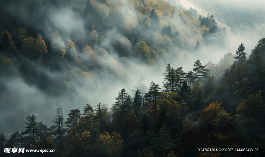 森林背景