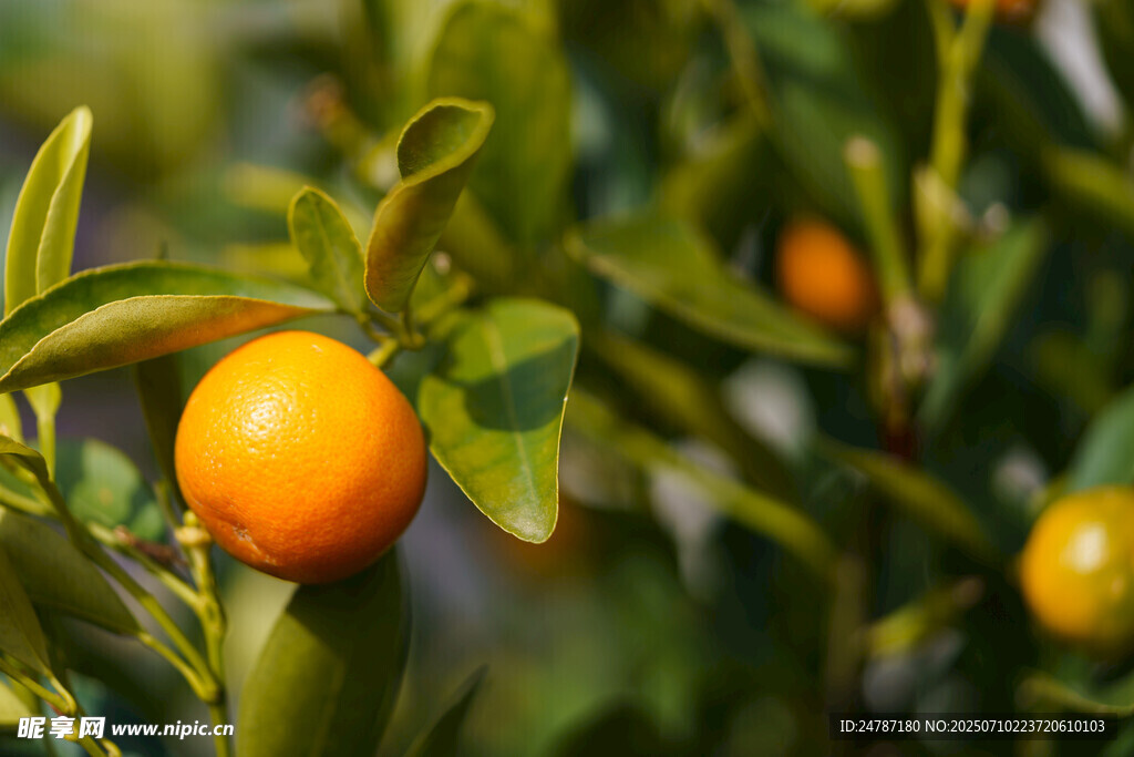 橙子树