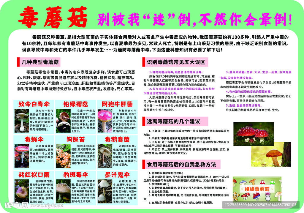 毒蘑菇