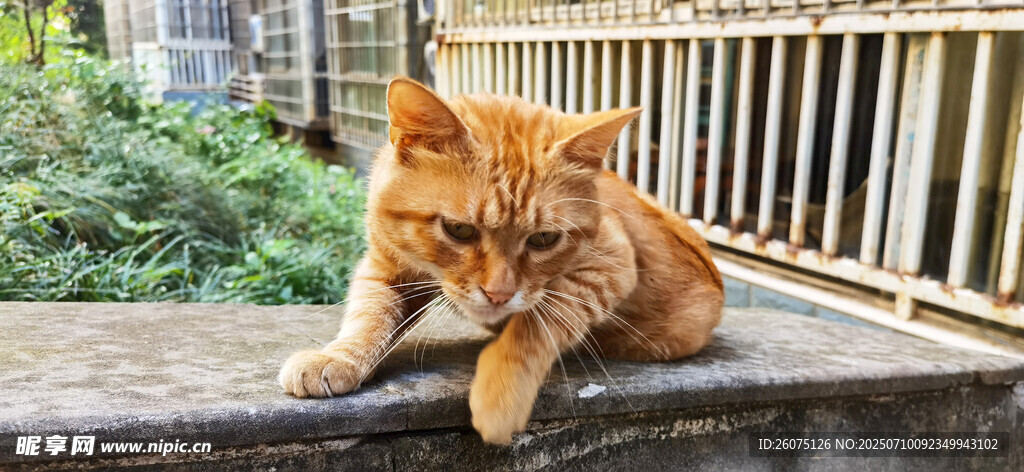 橘猫慵懒趴坐阳台
