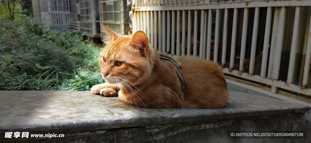 一束阳光下橘猫趴窗台休憩