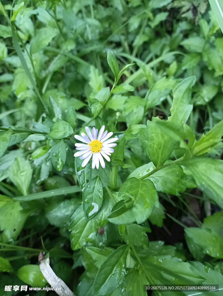 绿叶丛中的小白雏菊