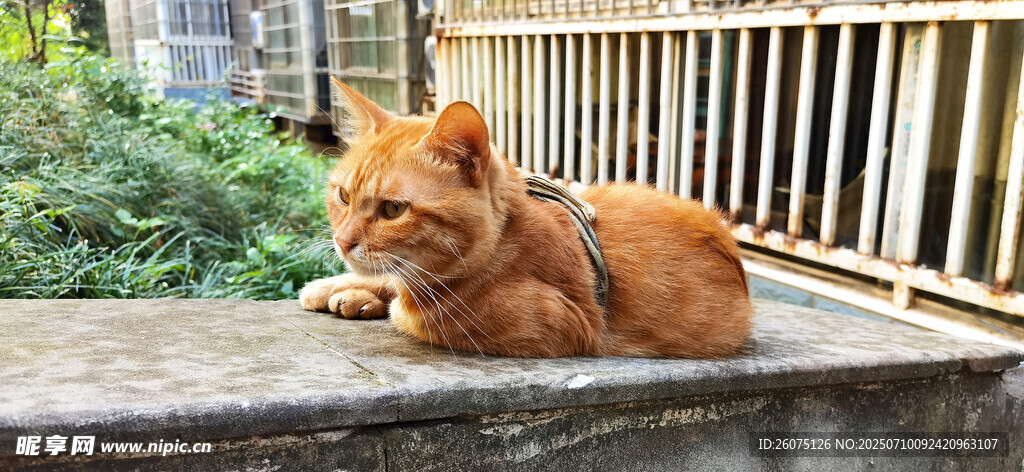 橘猫慵懒趴于户外栏杆处