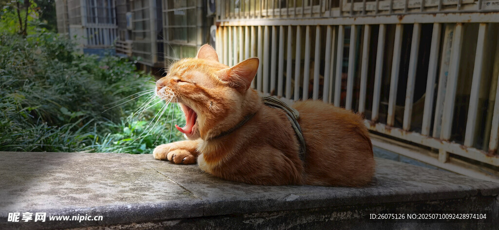 阳光下的橘猫