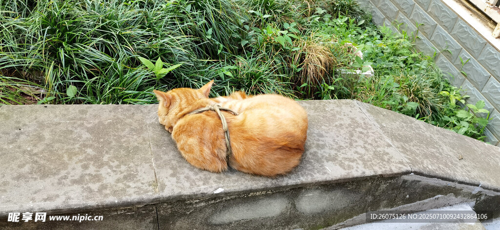 石台上休憩的橘猫
