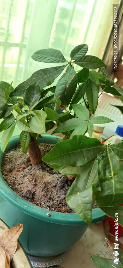 室内绿植盆栽