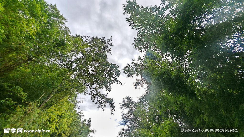 透过竹林仰视天空