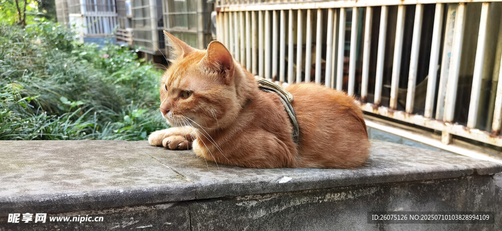 橘猫慵懒趴阳台
