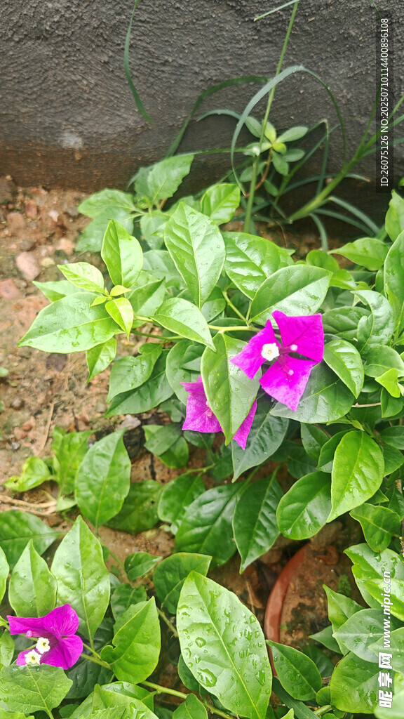 绿叶丛中的娇艳紫花三角梅