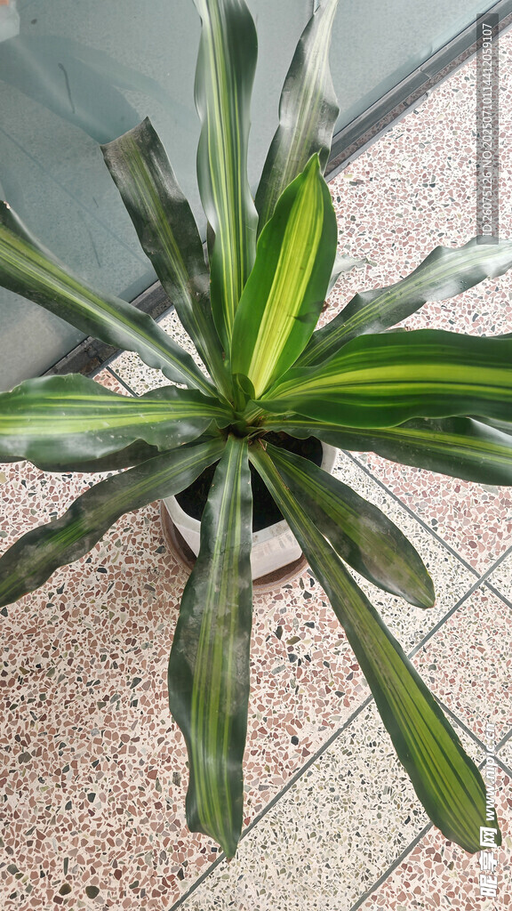 室内绿植条纹龙血树
