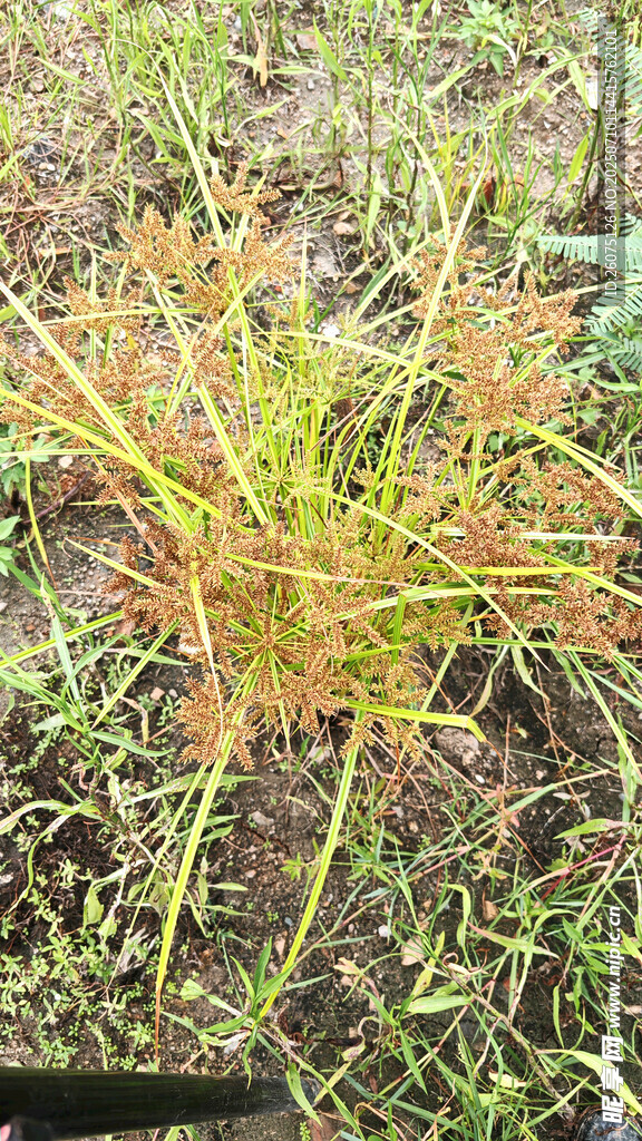 野外生长的多彩水莎草植物
