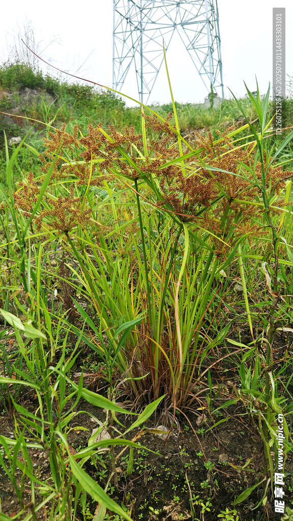 野外生长的红色水莎草植物