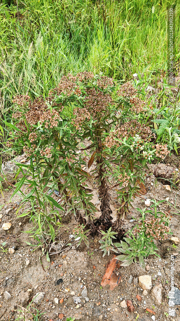 矮小绿植生长于泥土草地间