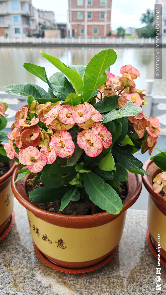 盆栽虎刺梅