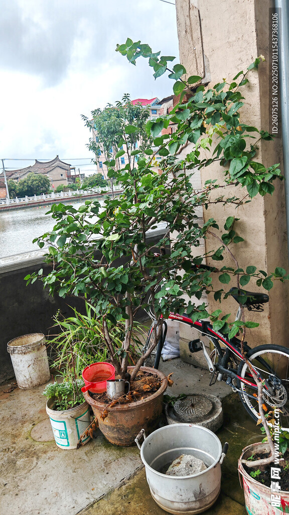 屋顶上的多彩盆栽世界