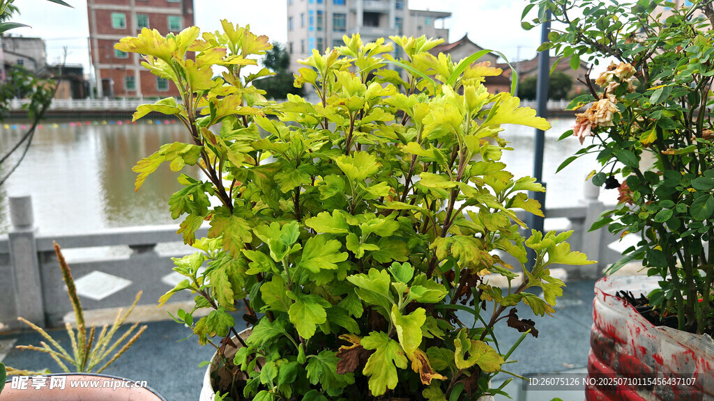 河畔翠绿金叶风植物景观