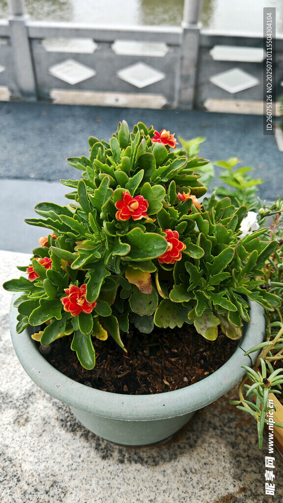 盆栽绿植绽放鲜艳红花