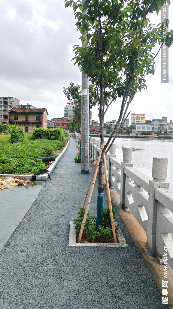 河边步道旁的绿树景观