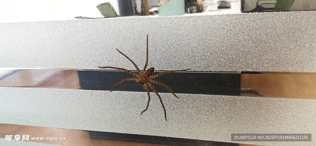 室内磨砂玻璃上的大蜘蛛
