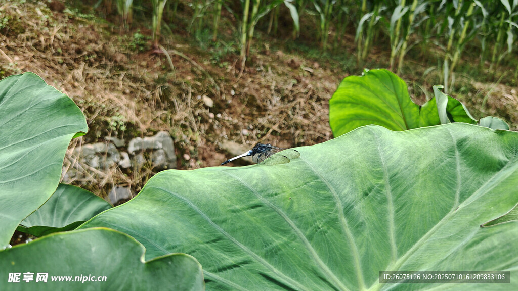 农田中的大片绿叶植物