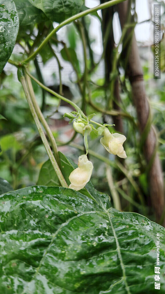 绿叶间的豆角与花朵