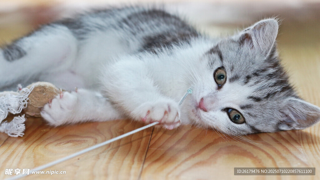 可爱小猫玩线绳