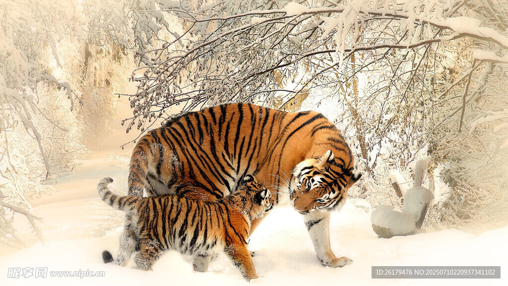 雪地中的斑斓猛虎