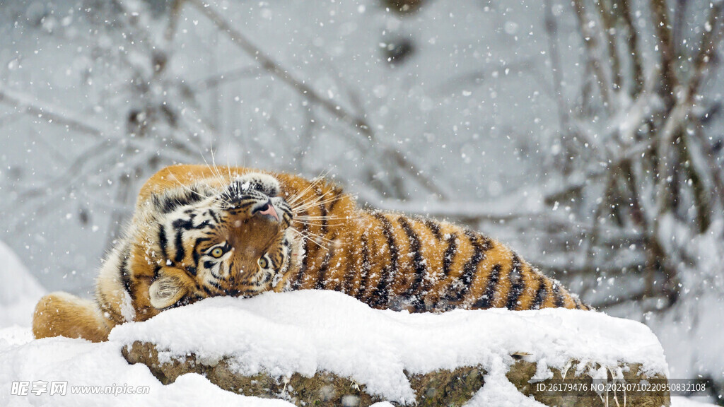 雪地卧虎