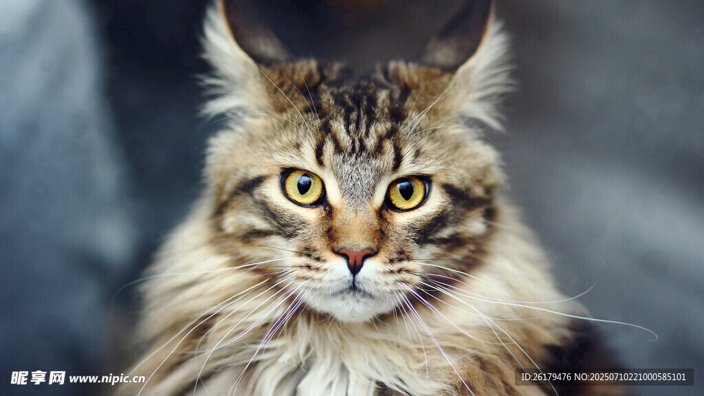 可爱长毛缅因猫特写