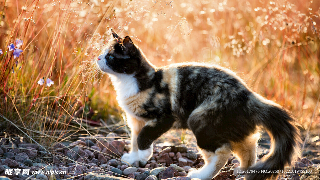 阳光下漫步的三色猫咪