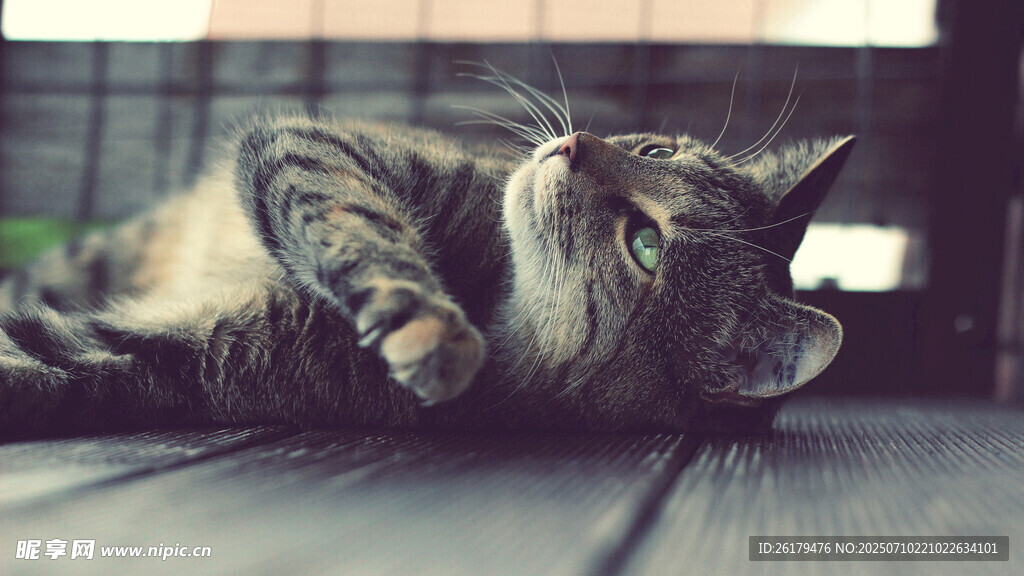 侧卧木板上的可爱猫咪