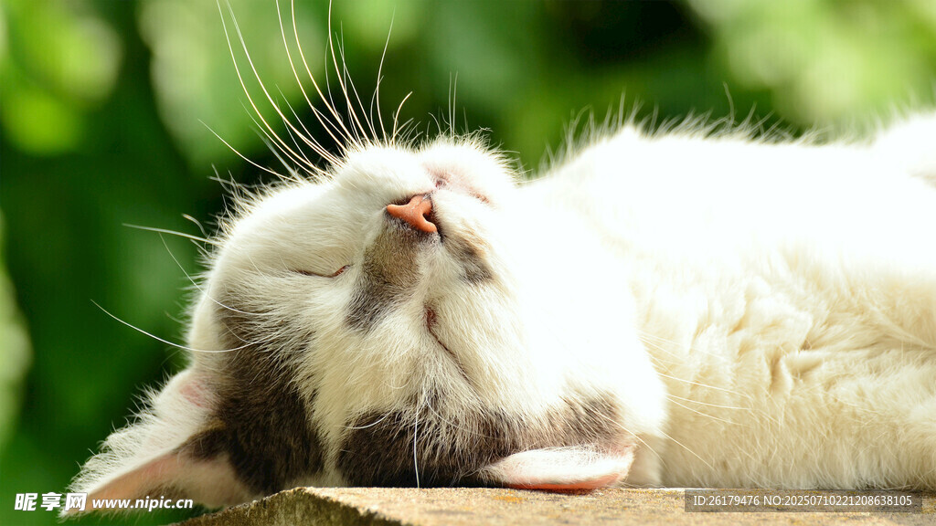 仰头酣睡的可爱猫咪